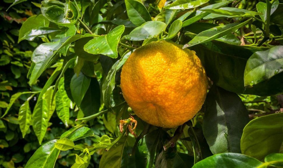 Orangenbäume im Dresdner Zwinger