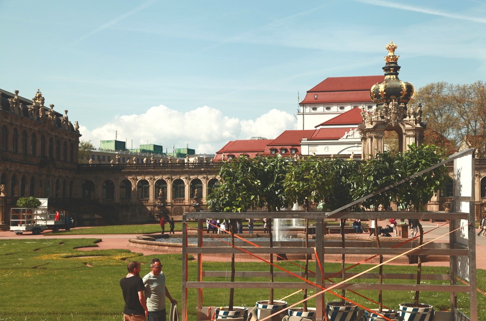 Die Orangenbäume kehren nach Dresden zurück