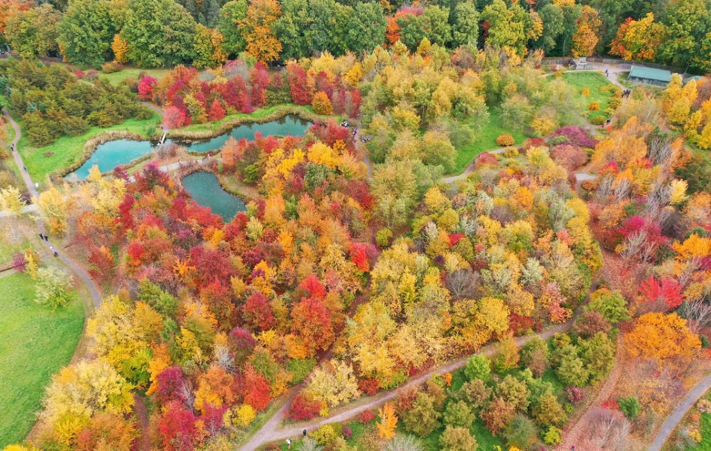 Drohnenaufnahme des Forstbotanischen Gartens Tharandt mit bunt gefärbten Bäumen, Wegen und Teichen im Herbst.