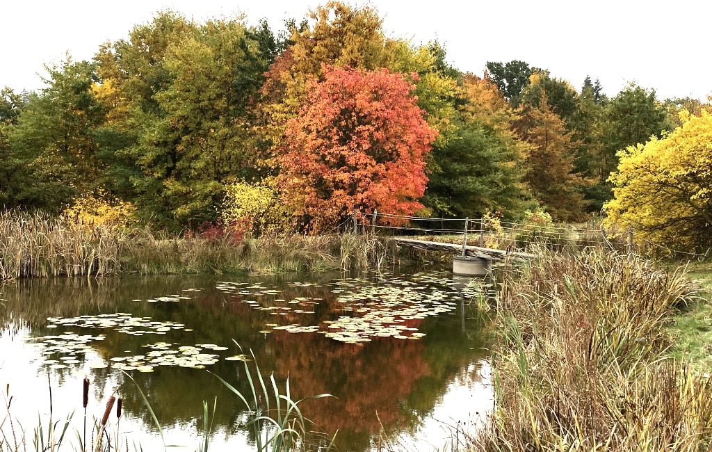 Herbstlicher Teich im Forstbotanischen Garten Tharandt mit Seerosen, kleiner Brücke und rot-gelb gefärbten Bäumen.