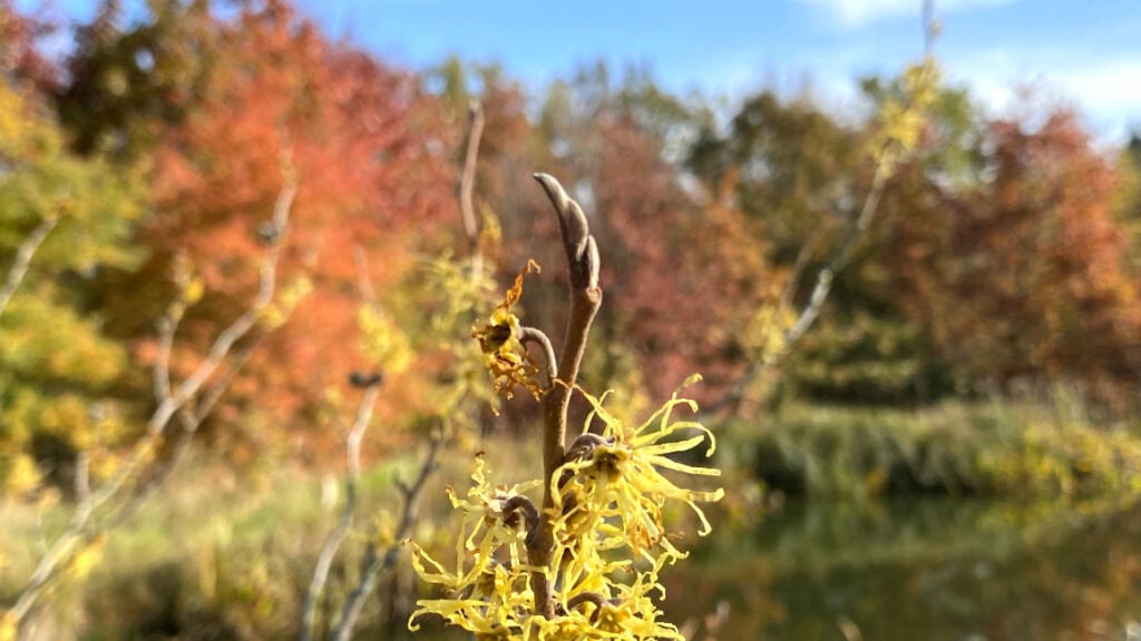 Gelb blühende Zaubernuss vor herbstlich gefärbten Gehölzen im Forstbotanischen Garten Tharandt.