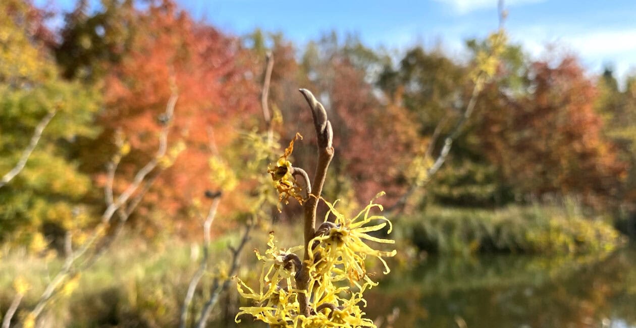 Gelb blühende Zaubernuss vor herbstlich gefärbten Gehölzen im Forstbotanischen Garten Tharandt.