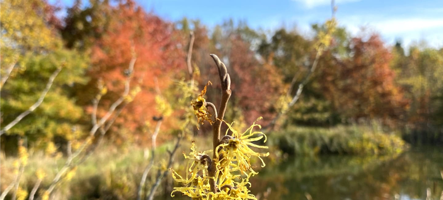 Gelb blühende Zaubernuss vor herbstlich gefärbten Gehölzen im Forstbotanischen Garten Tharandt.
