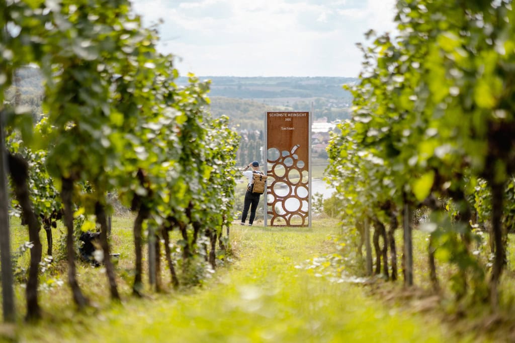 Aussichtspunkt Weinwandern Diesbar-Seußlitz