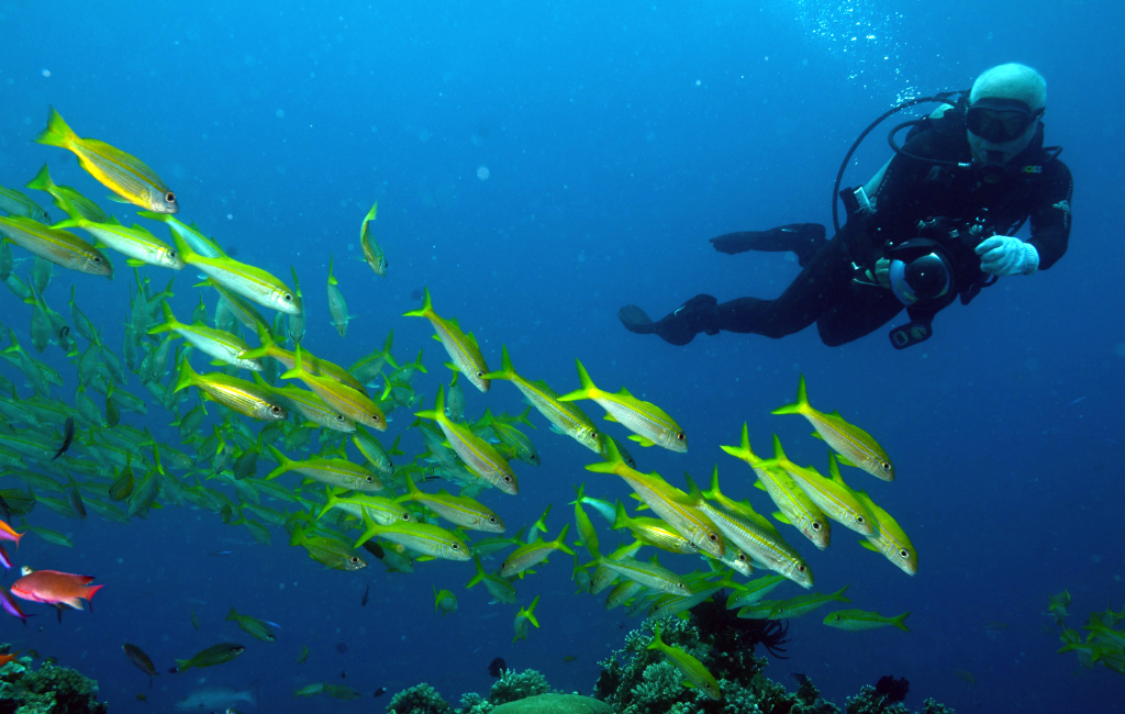 Aus Tausenden Fotos und Skizzen entstand das "Great Barrier Reef"-Panorama vom Künstler Yadegar Asisi.