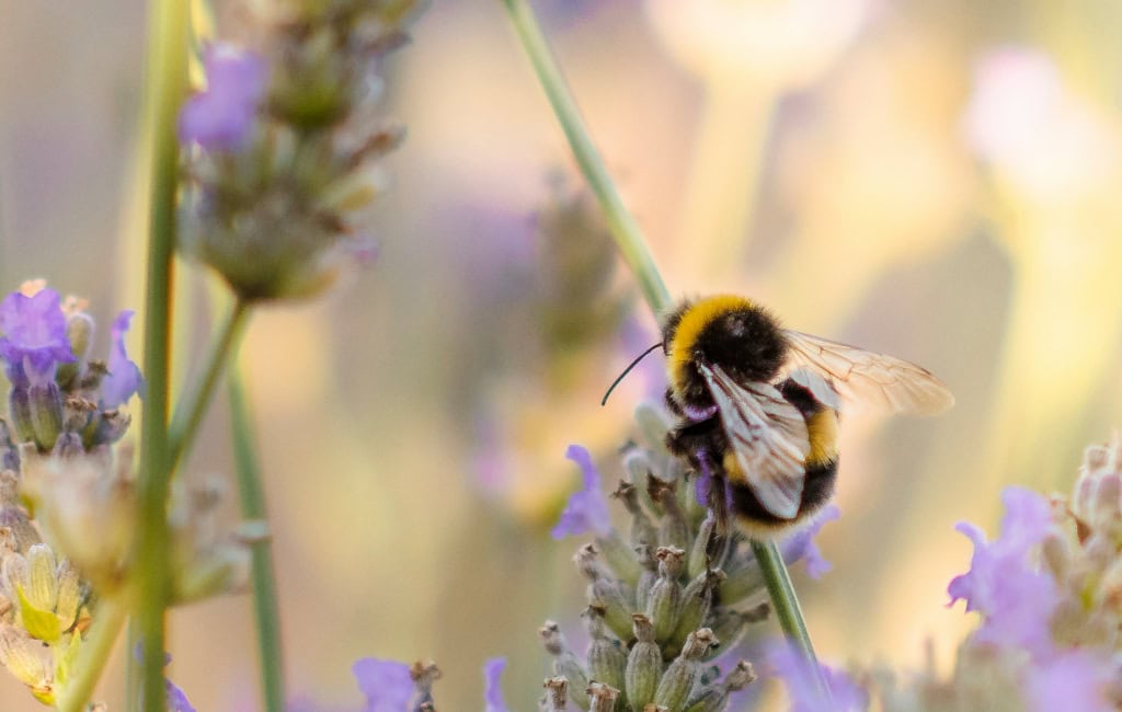Hummel auf violetter Lavendelblüte im Gegenlicht, Makroaufnahme als Symbol für urbanen Naturschutz Dresden