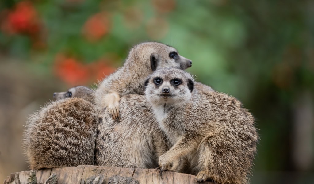 Erdmännchen sitzen im Zoo Dresden aufmerksam zusammen auf einem Baumstamm.