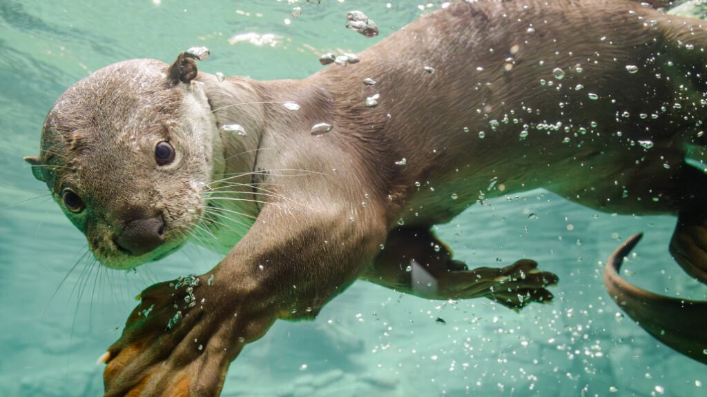 Dresden Zoo Tiere: Glattotter schwimmt unter Wasser im Orang-Utan-Haus.