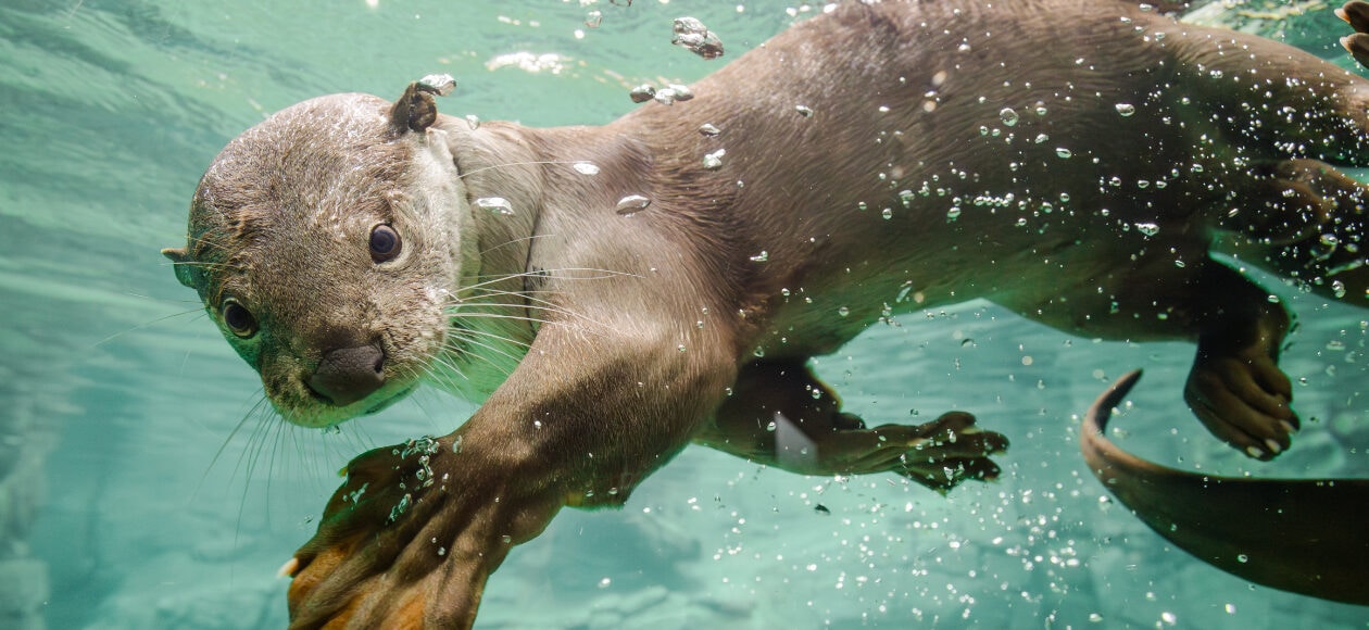 Dresden Zoo Tiere: Glattotter schwimmt unter Wasser im Orang-Utan-Haus.