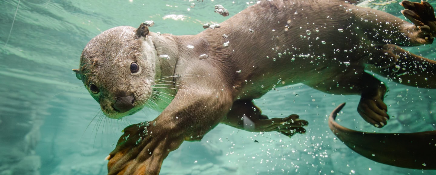 Dresden Zoo Tiere: Glattotter schwimmt unter Wasser im Orang-Utan-Haus.