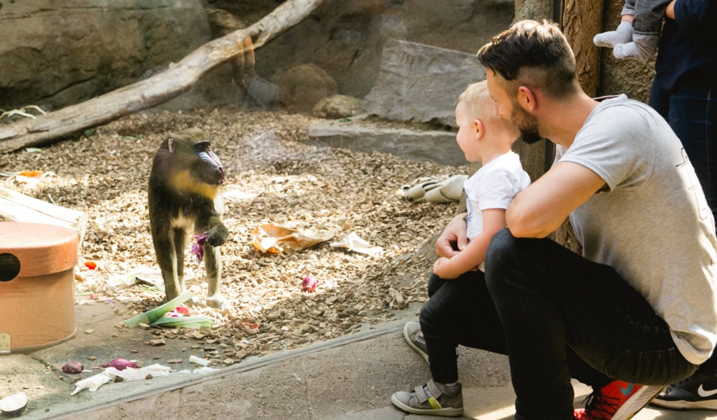 Dresden Zoo Tiere: Familie beobachtet einen Mandrill in der Anlage.