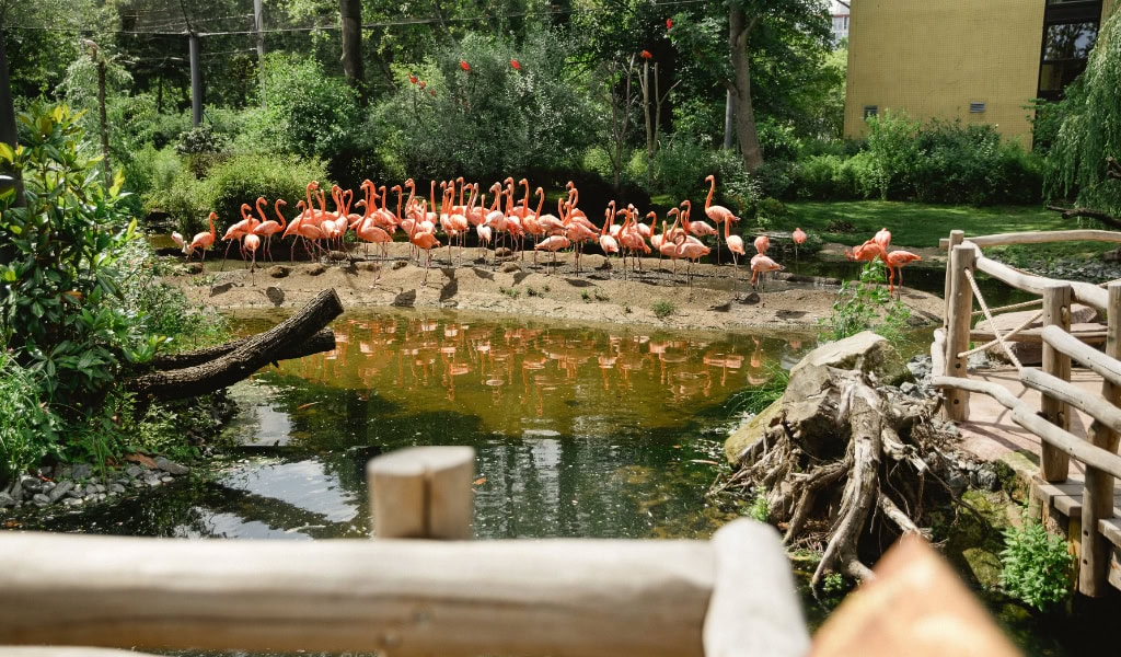 Dresden Zoo Tiere: Flamingos stehen in der begehbaren Voliere am Wasser.