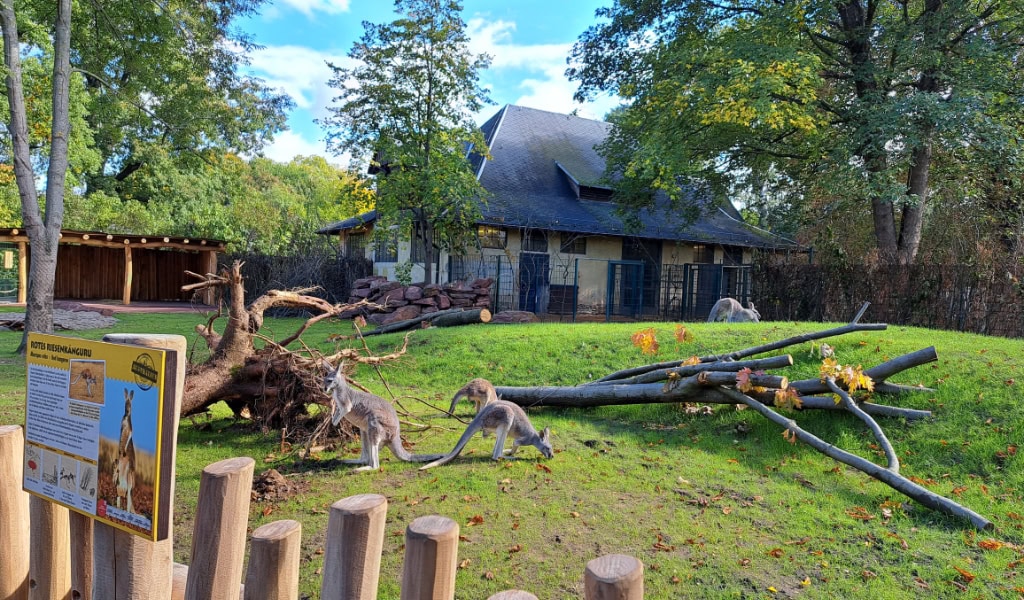 Rote Riesenkängurus auf der begehbaren Känguru-Anlage.