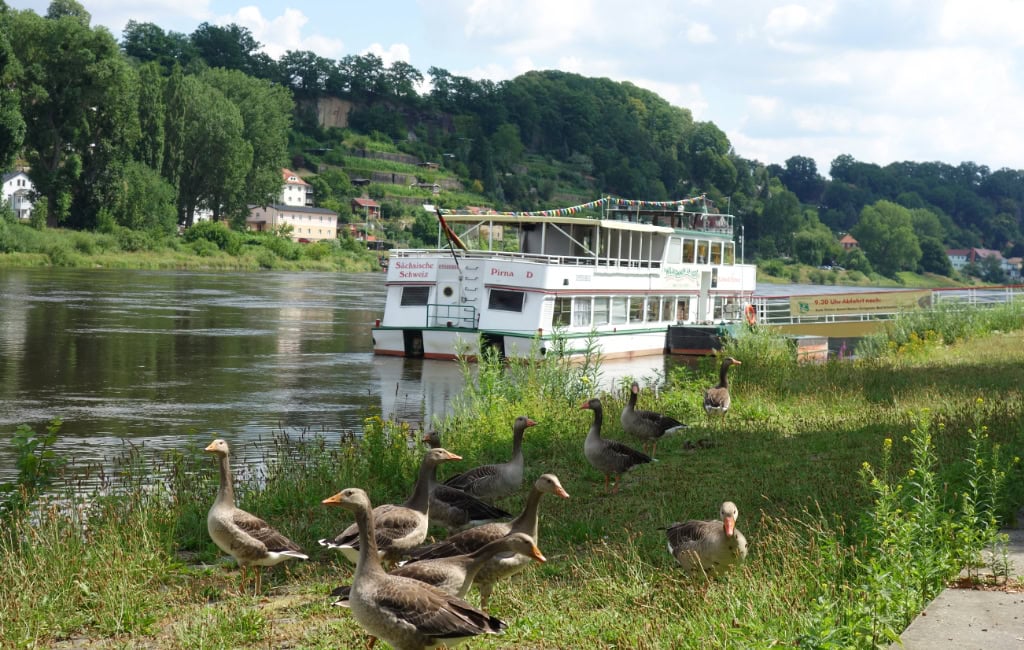 Ausflugsschiff an der Elbe in Pirna vor den bewaldeten Hängen des Elbtals